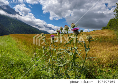 A close up view on an thistle flowers with an amazing view on the Alps. Alpine pasture. Blossoming A close up view on an thistle flowers with an amazing view on the Alps. Alpine pasture. Blossoming 107497565