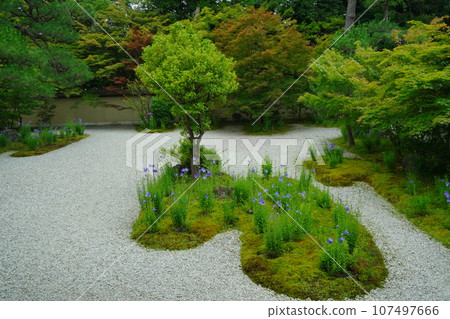 Shuzanji Temple from The Tale of Genji, where bellflowers bloom Shuzanji Temple from The Tale of Genji, where bellflowers bloom 107497666