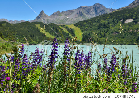 Lupine flowers near lake Kops with turquoise water in austrian Galtur, Vorarlberg Lupine flowers near lake Kops with turquoise water in austrian Galtur, Vorarlberg 107497743