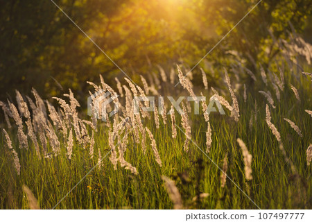 Meadow grass under the evening sunlight. Natural background Meadow grass under the evening sunlight. Natural background 107497777
