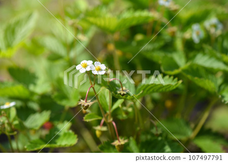 White strawberry flowers (Fragaria Vesca) in the garden. Strawberry blossoms. White strawberry flowers (Fragaria Vesca) in the garden. Strawberry blossoms. 107497791
