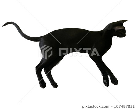 Black oriental cat with long black tail Black oriental cat with long black tail 107497831