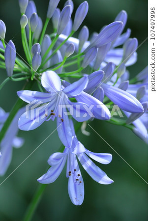 Blooming radially Blooming radially 107497998
