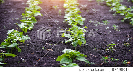 Young bean sprouts growing in a soil in a vegetable garden. Concept of growing own vegetables. Young bean sprouts growing in a soil in a vegetable garden. Concept of growing own vegetables. 107498014