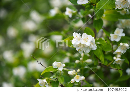 Philadelphus coronarius in spring garden, is a widely cultivated popular ornamental plant. 107498022