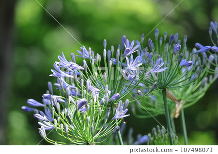 Blooming radially Blooming radially 107498071