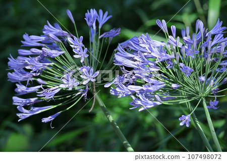Blooming radially 107498072