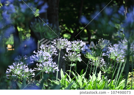 Blooming radially Blooming radially 107498073