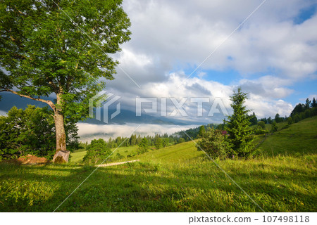 Summer sunny morning in the mountains. Mountain valley is covered with fog. 107498118