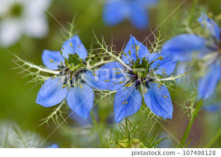 Nigella sativa, black cumin, buttercup family, close up pretty blue flowers 107498128