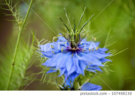 Nigella sativa, black cumin, buttercup family, close up pretty blue flower 107498130