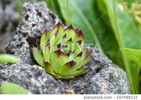 Sempervivum succulent plant on a stone for garden landscape design Sempervivum succulent plant on a stone for garden landscape design 107498132