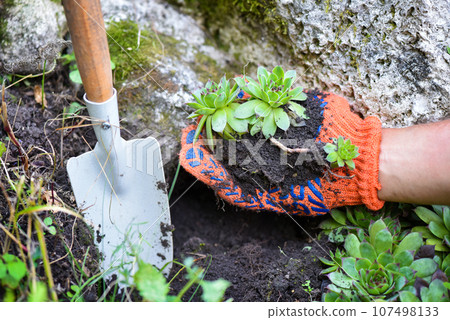 Gardener planting sempervivum plant in the garden. Spring garden works concept Gardener planting sempervivum plant in the garden. Spring garden works concept 107498133
