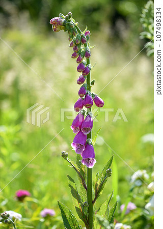Flowering foxglove flowers (Digitalis purpurea) in a garden Flowering foxglove flowers (Digitalis purpurea) in a garden 107498134