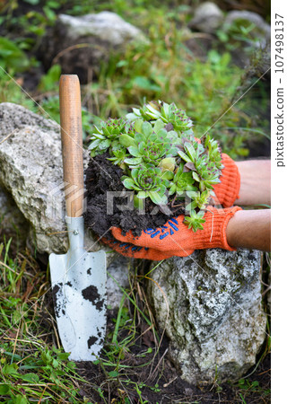 Gardener planting sempervivum plant in the garden. Spring garden works concept 107498137