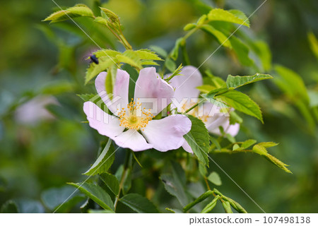 Close-up image of the beautiful flowering, Rosa Canina also known as the Dog Rose. Floral background Close-up image of the beautiful flowering, Rosa Canina also known as the Dog Rose. Floral background 107498138