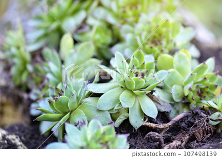 Variety of sempervivum succulent plants for garden landscape design Variety of sempervivum succulent plants for garden landscape design 107498139
