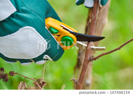 Spring pruning the bush. Hands of gardener in gloves with secateur 107498159
