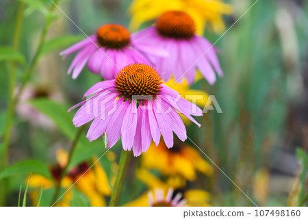 Echinacea flowers (Echinacea purpurea) in the garden 107498160