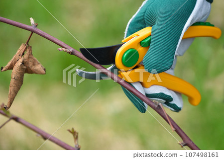 Spring pruning the bush. Hands of gardener in gloves with secateur 107498161