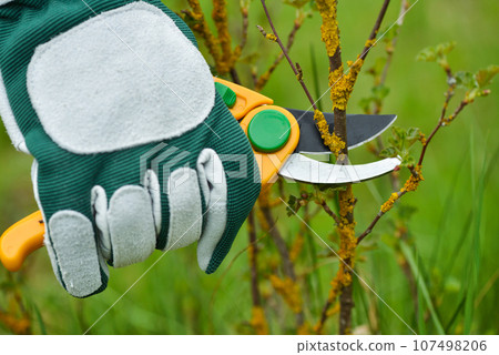 Spring pruning the bush. Hands of gardener in gloves with secateur 107498206