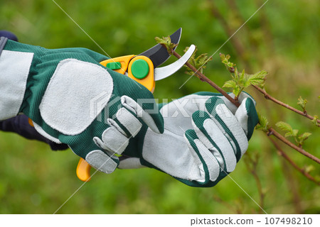 Spring pruning the bush. Hands of gardener in gloves with secateur Spring pruning the bush. Hands of gardener in gloves with secateur 107498210