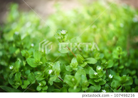 In the spring, Stellaria media grows in nature. A group of plants with small white blossoms In the spring, Stellaria media grows in nature. A group of plants with small white blossoms 107498216