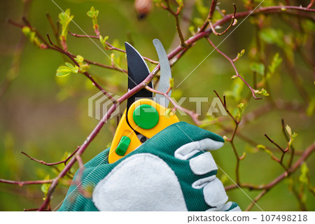 Spring pruning roses in the garden, gardener's hands with secateur 107498218