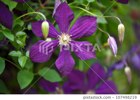 Closeup of purple climbing clematis flowers (Clematis viticella) in the garden 107498219
