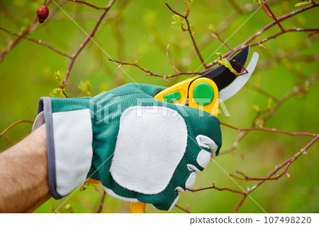 Spring pruning roses in the garden, gardener's hands with secateur 107498220