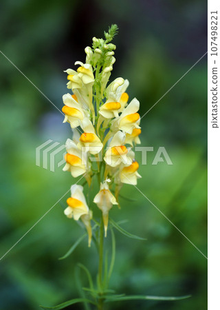 Linaria vulgaris blooms in the wild among grasses 107498221