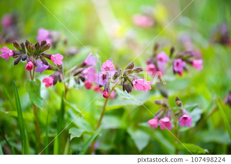 Pulmonaria flowers in meadow. Floral background Pulmonaria flowers in meadow. Floral background 107498224