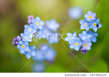 Beautiful forget-me-not blue wildflowers (Myosotis)  in the blurred background of green grass 107498228