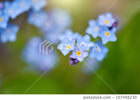 Beautiful forget-me-not blue wildflowers (Myosotis) in the blurred background of green grass Beautiful forget-me-not blue wildflowers (Myosotis) in the blurred background of green grass 107498230