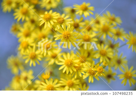 Jacobaea vulgaris, Senecio Jacob. Yellow blooming Ragwort on a blue background. Floral background 107498235
