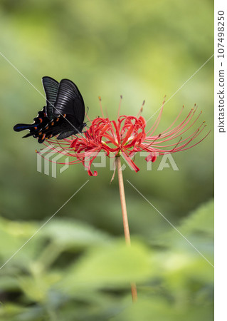 Swallowtail butterflies smoking honeybred flower nectar Swallowtail butterflies smoking honeybred flower nectar 107498250