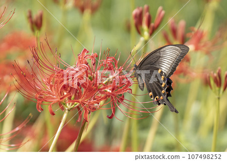 抽蜂蜜花花蜜的Swallowtail蝴蝶 107498252