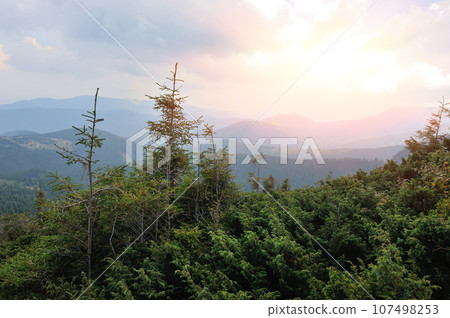 Fantastic mountain landscape with fir trees. Dramatic and picturesque morning scene. Location 107498253