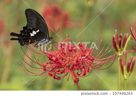 Swallowtail butterflies smoking honeybred flower nectar Swallowtail butterflies smoking honeybred flower nectar 107498263