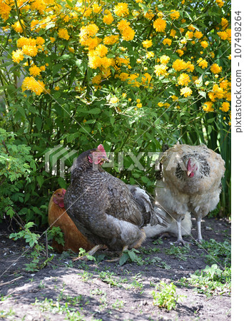 Hens under a spring bush of yellow flowers. Free range chickens on a lawn Hens under a spring bush of yellow flowers. Free range chickens on a lawn 107498264