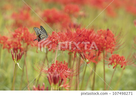 Swallowtail butterflies smoking honeybred flower nectar 107498271