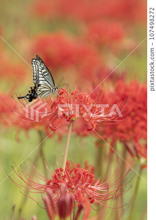 Swallowtail butterflies smoking honeybred flower nectar Swallowtail butterflies smoking honeybred flower nectar 107498272
