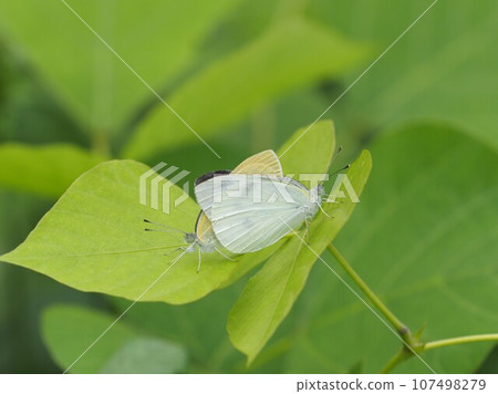 猴蝴蝶在葉子上交配 猴蝴蝶在葉子上交配 107498279