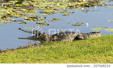 Australian freshwater crocodile sunning itself by lilypads in lake Australian freshwater crocodile sunning itself by lilypads in lake 107498314
