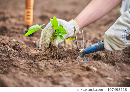 Planting strawberry in the garden. Farming concept. Hands with hoe garden tool. 107498318