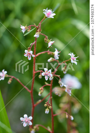 Flowers background. Flowers Saxifraga closeup on natural background. Soft focus 107498374
