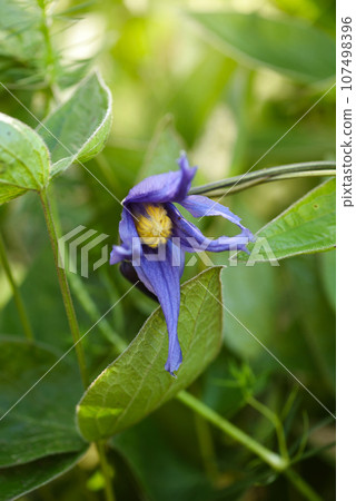Clematis integrifolia flowers with green foliage in the garden. Soft focus 107498396