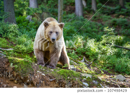 Young brown bear (Ursus arctos) in the summer forest. Animal in natural habitat. 107498429