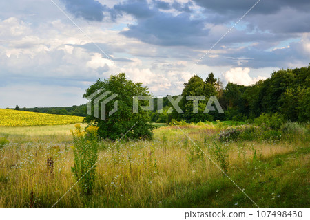 Summer landscape with field, colorful herbs, forest and picturesque sky 107498430