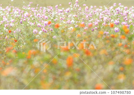 黃色波斯菊和秋天櫻花的背景 107498780